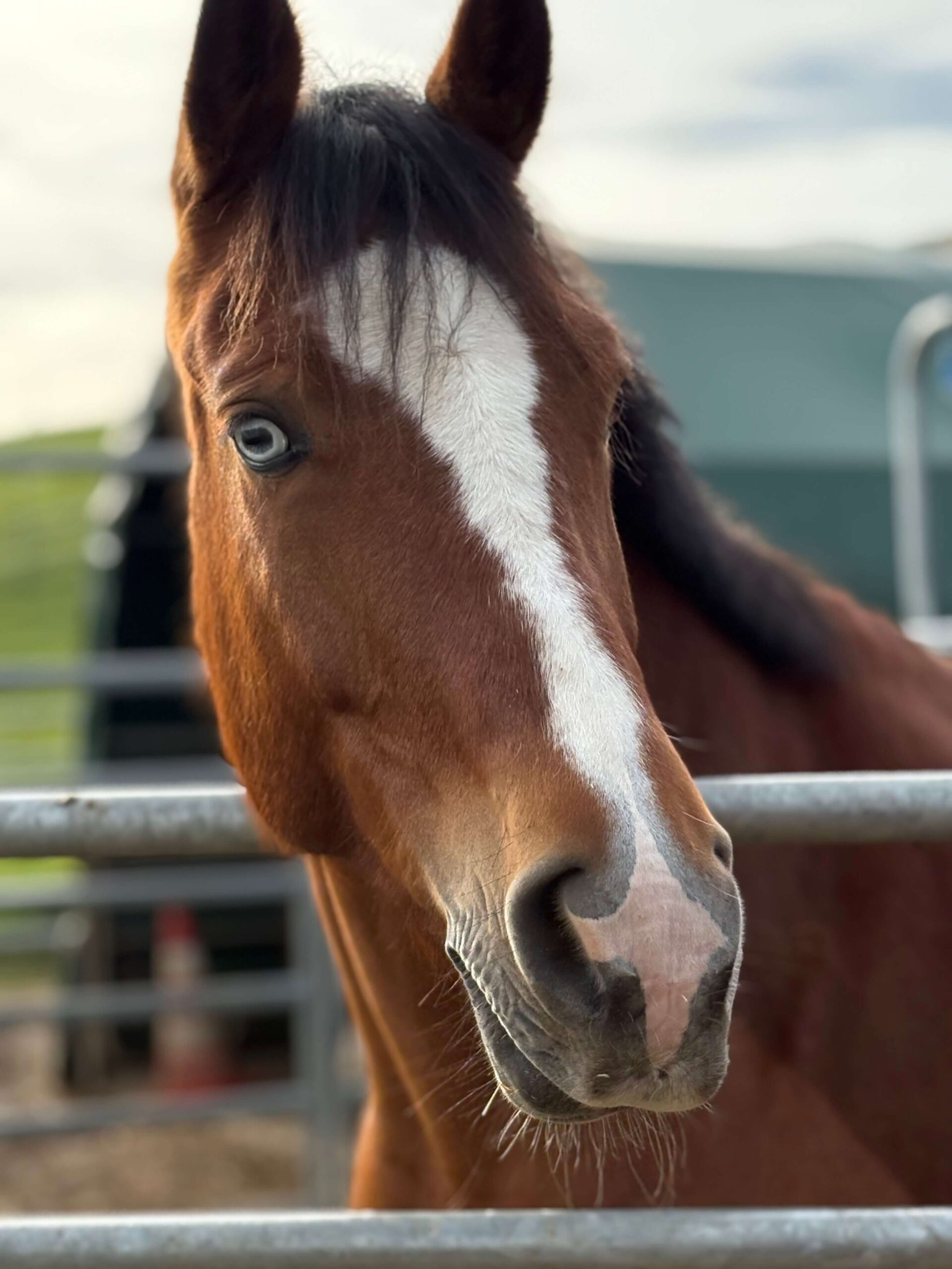 Pferd Nizza Portrait