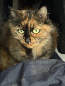 Katze Stella