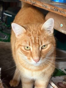Kater Felix