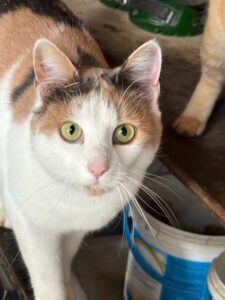 Katze Mina