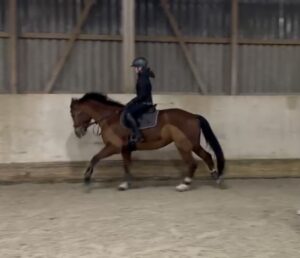 Reiten in der Halle