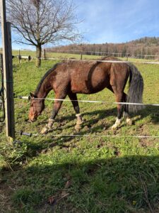 Pferd Gala mit dreckigem Fell.