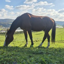 f330568a-4106-4c15-8ec4-f1ad0315346a f330568a-4106-4c15-8ec4-f1ad0315346a